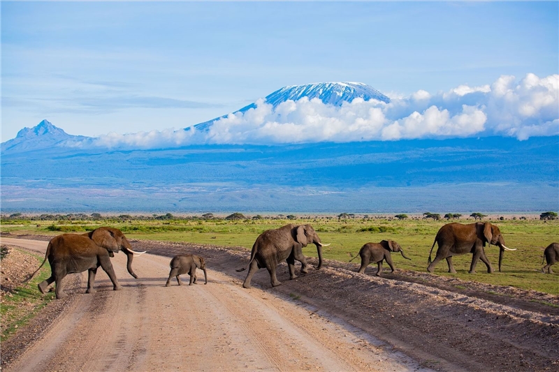 Elephants Crossing