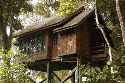 Permai Rainforest Resort Baumhaus
