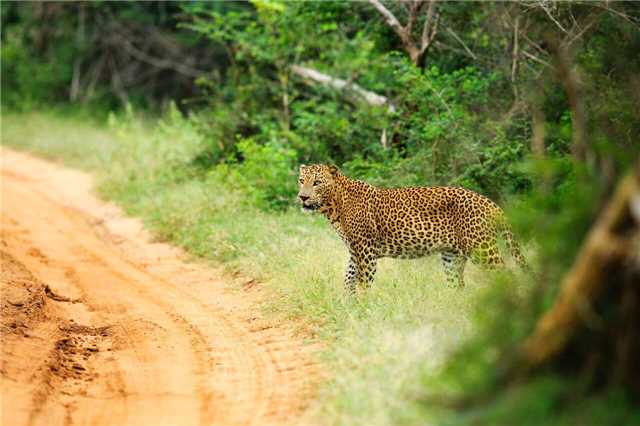 Chena Huts Yala Nationalpark