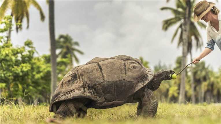 Four Seasons at Desroches Schildkröte
