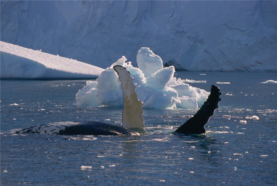 MS EUROPA Humpbackwal