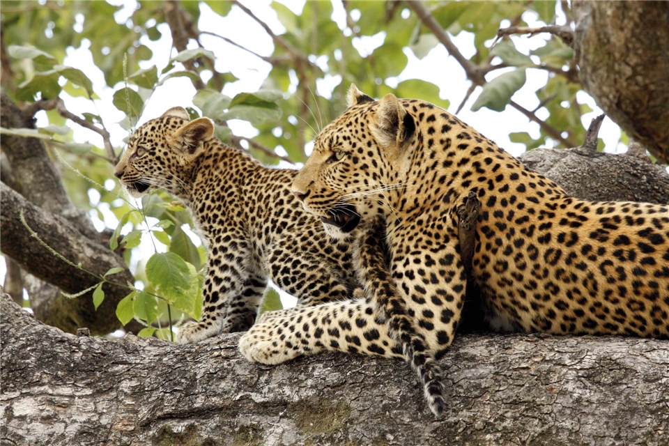 Botswana Leopardenmutter mit Kind