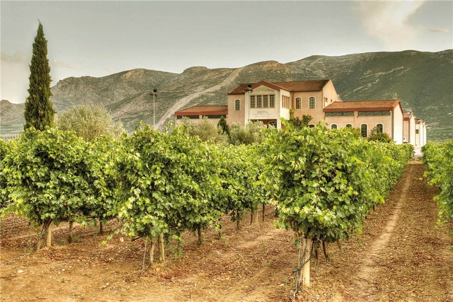 Griechenland Weingut mit Reben