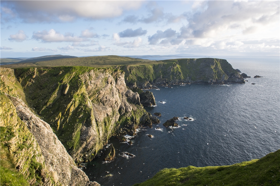 Wildes Schottland Northern gannet breeding colony on cliffs