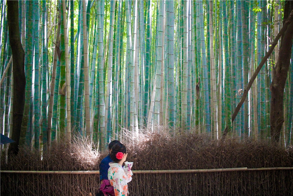 Japan – Bambuswald
