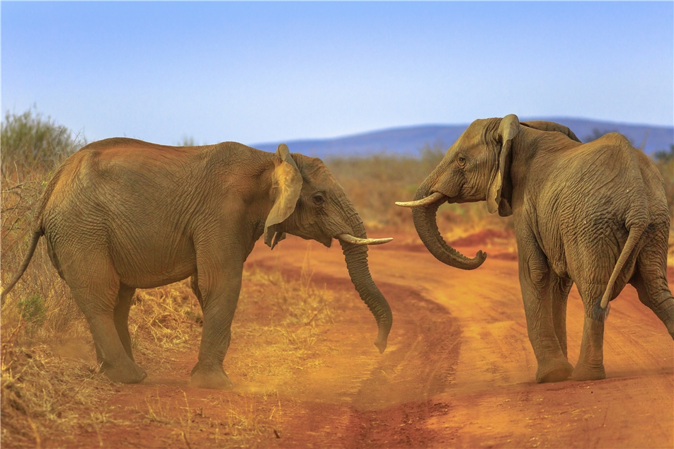 Botswana - Elefanten in der Savanne