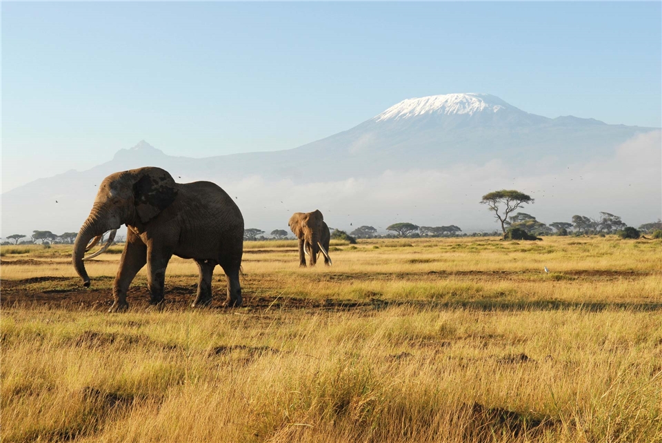 Kenia Afrikanische Elefanten