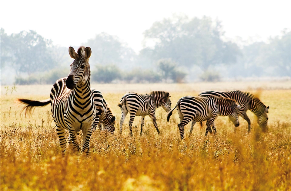 Afrika - Zebras
