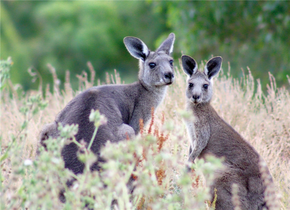 Australien - Kangaroos in der Natur