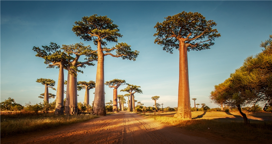 Tansania - Baobab Bäume
