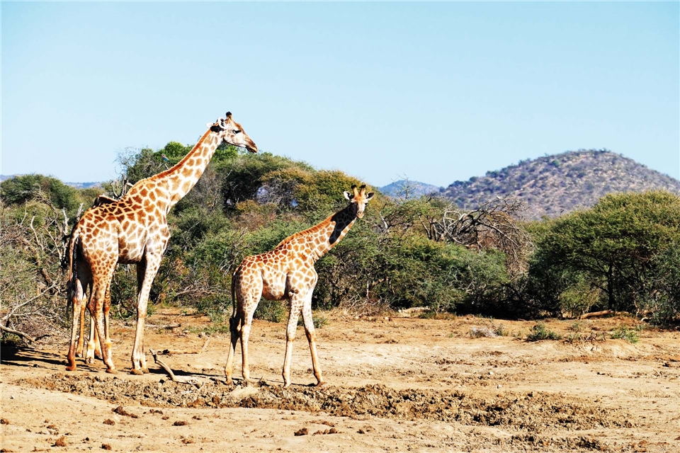 Südarfika Giraffen im Madikwe-Wildreservat