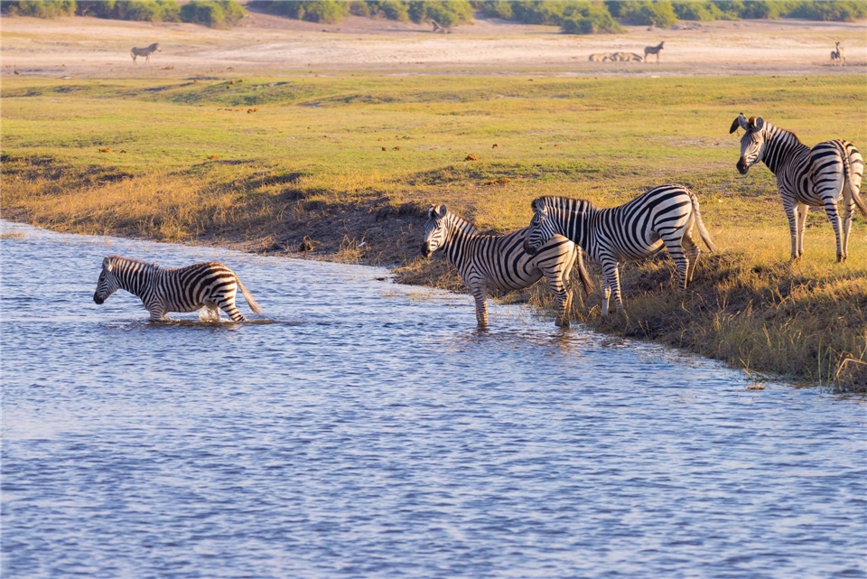 Wildes Afrika Zebras durchqueren den Chobe