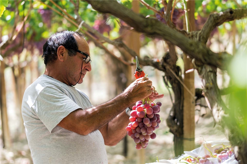 Sizilien für Genießer Traubenernte auf dem Weingut