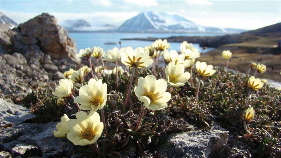 crystal cruises crystal endeavor nord ost passage blumen  auf der wiese