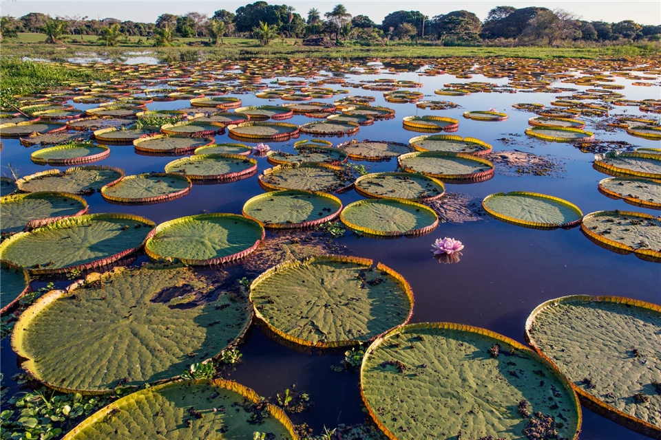Brasilien Riesenseerosen im Pantanal