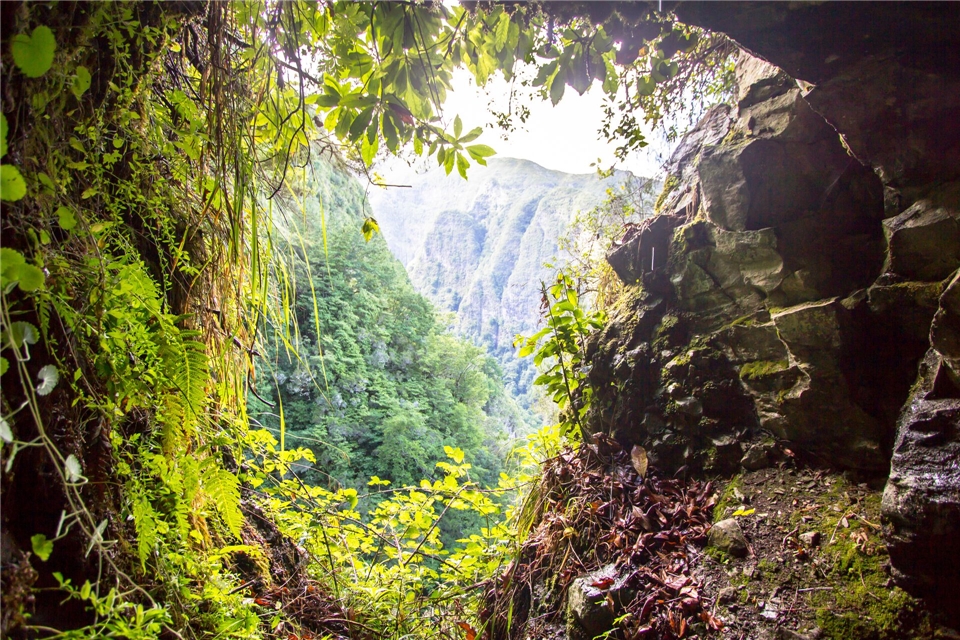 Portugal, Madeira - Levada Calderiao, Regenwald