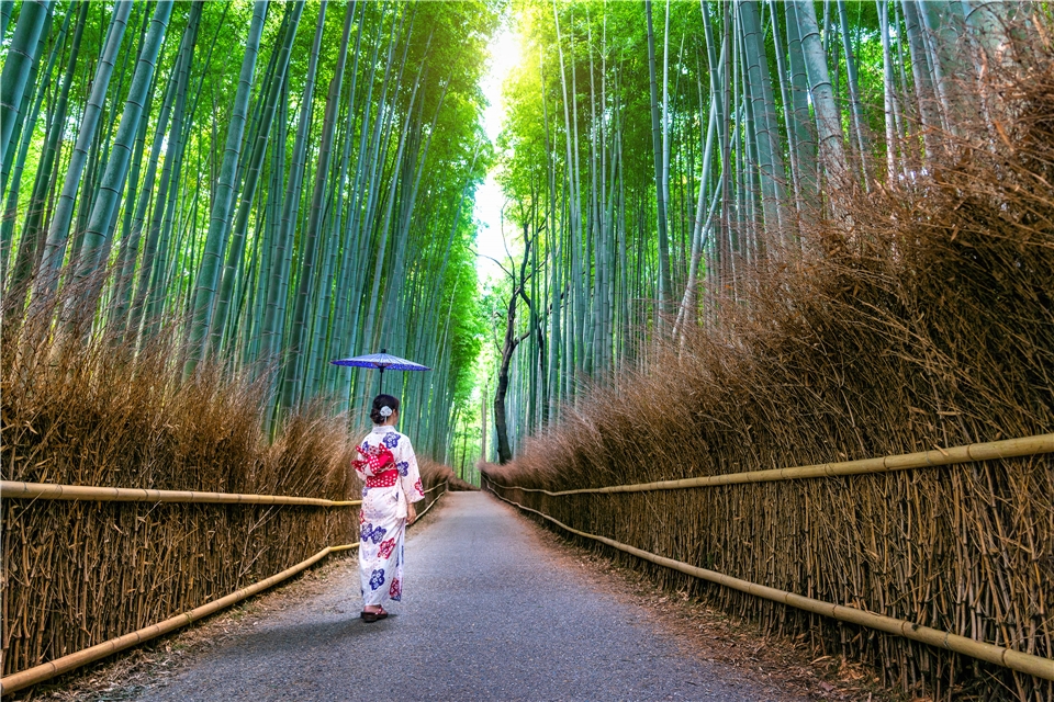 Japan – Bambuswald