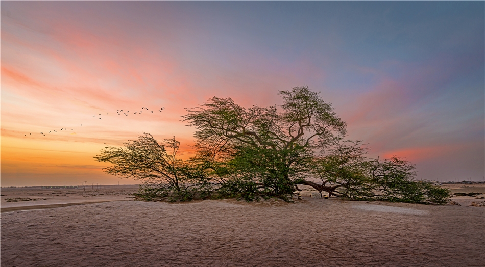 Immergrüner Tree of Life Bahrain