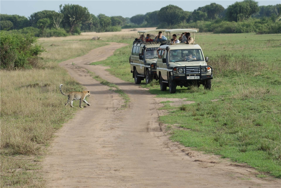 Uganda auf den spuren der Berggorillas Safaritour mit Leopard
