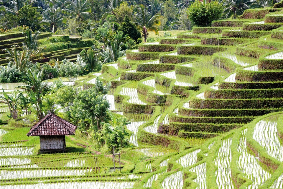 Indonesien - gruene Reisterrassen auf Bali