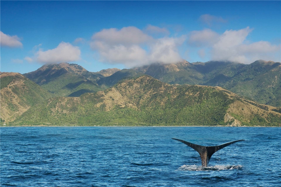 Neuseeland Walflosse vor der Küste von Kaikoura