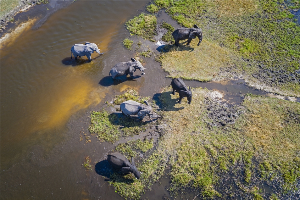 Botswana - Elefanten