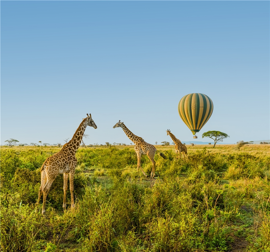 Kenia - Kenia par Excellence - Giraffe