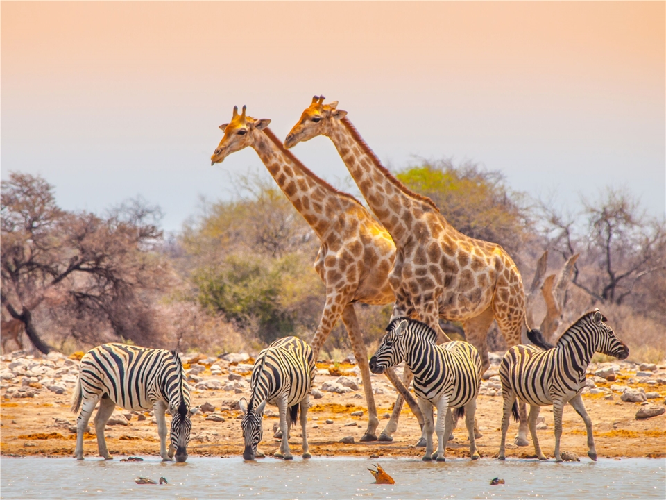 Namibia - Giraffen & Zebras