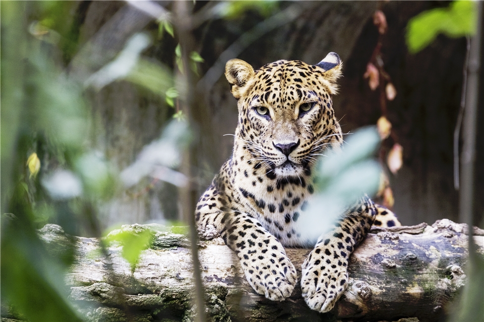 Sri Lanka Leopard im Baum
