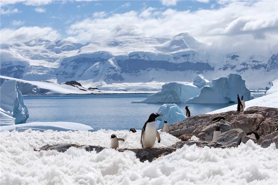 Le Commandant Charcot Pinguine