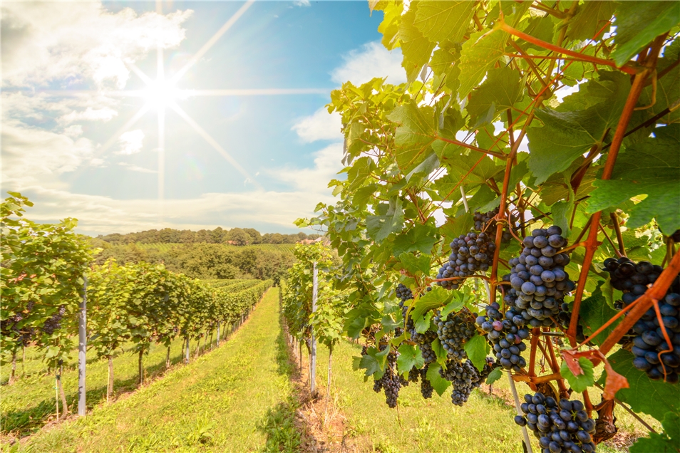 Weingut von Ola Portugal - wunderschönes Alentejo in Monzarez