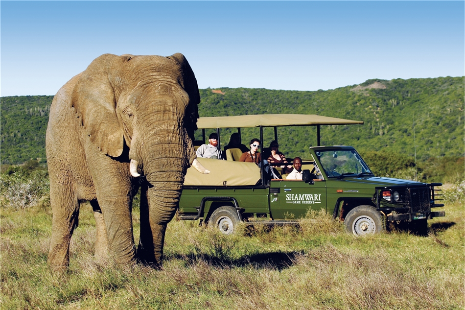 Safari Elefant