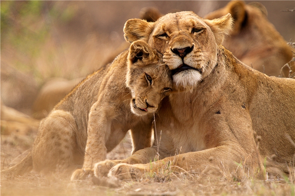 Südafrika - Löwen