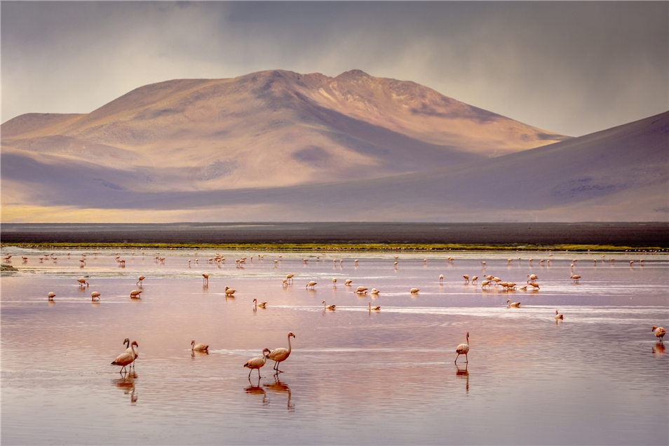 Andenreich Bolivien & Tierreiches Pantanal