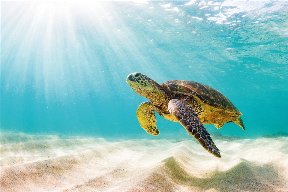 Hawaii - Meeresschildkröte