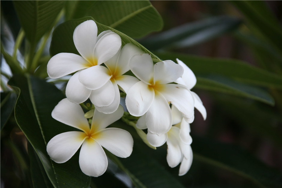 Seychellen - weiße Blume