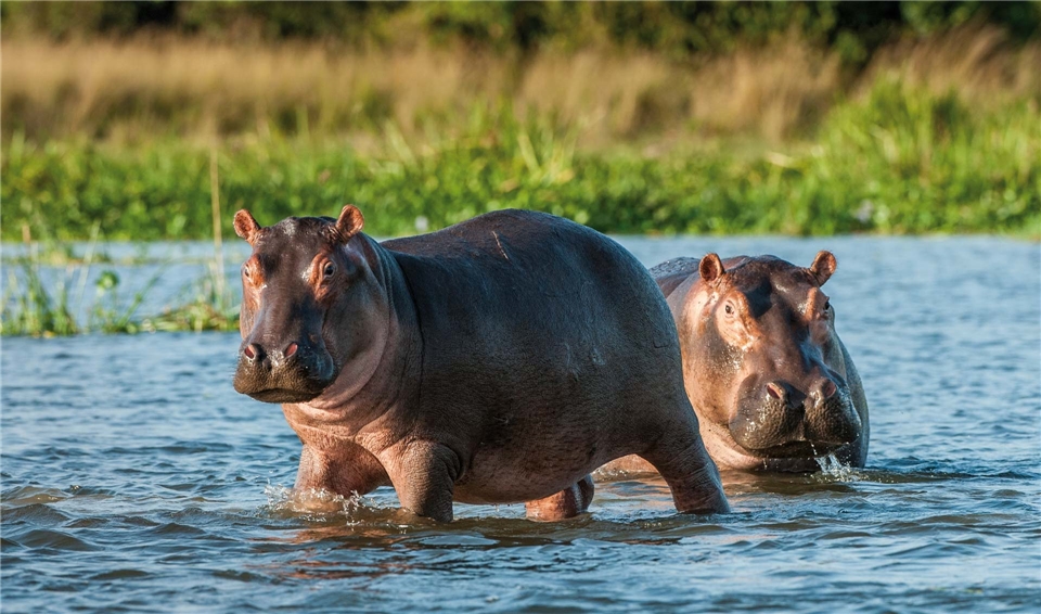 Uganda zwei Nilpferde