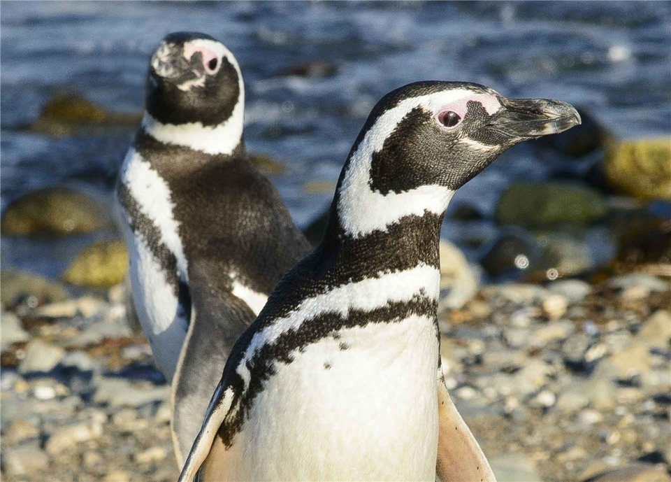 Oceania Cruises MS Marina Südamerika Magellan-Pinguine