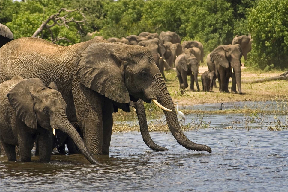 Botswana Elefanten am Wasserloch