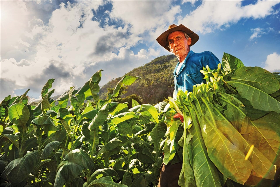 Cuba Connaisseur Mann auf einer Tabacco Farm