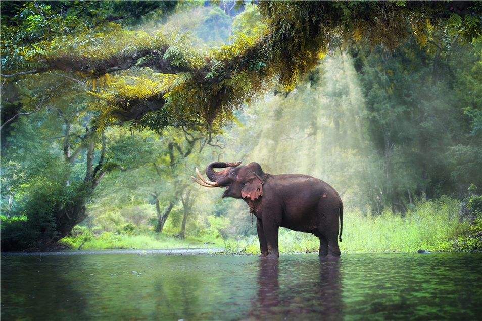 Prächtiges Thailand Elefant