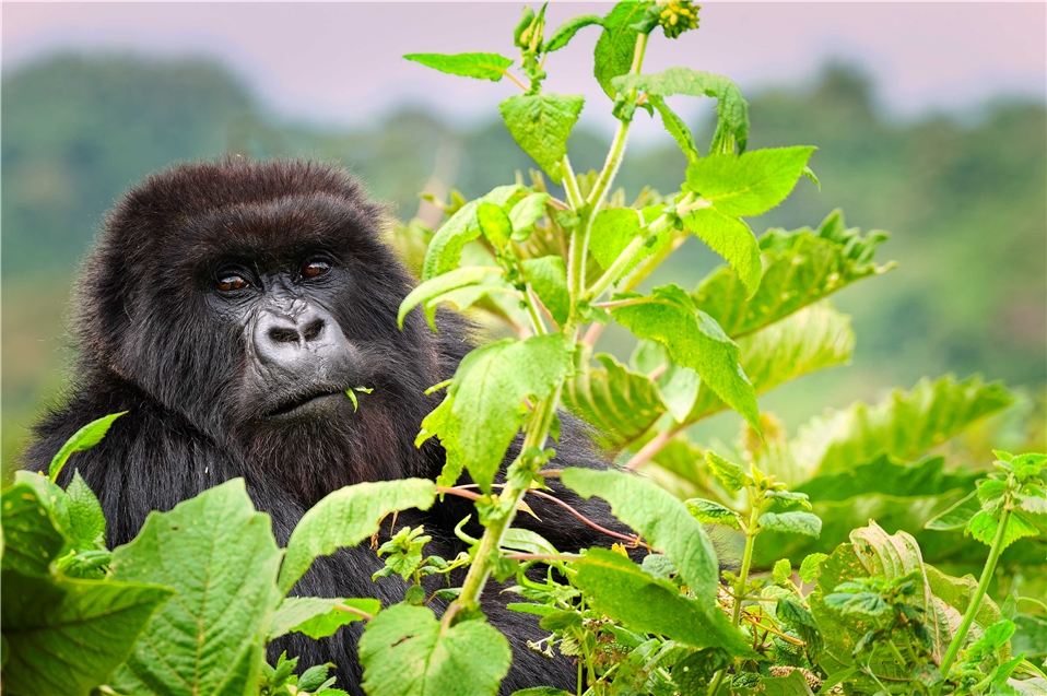 Gorilla