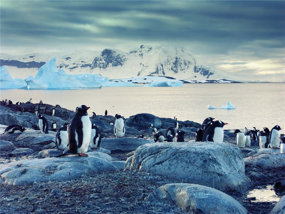 Silversea Silver Explorer Antarktis Landschaft mit Pinguinen