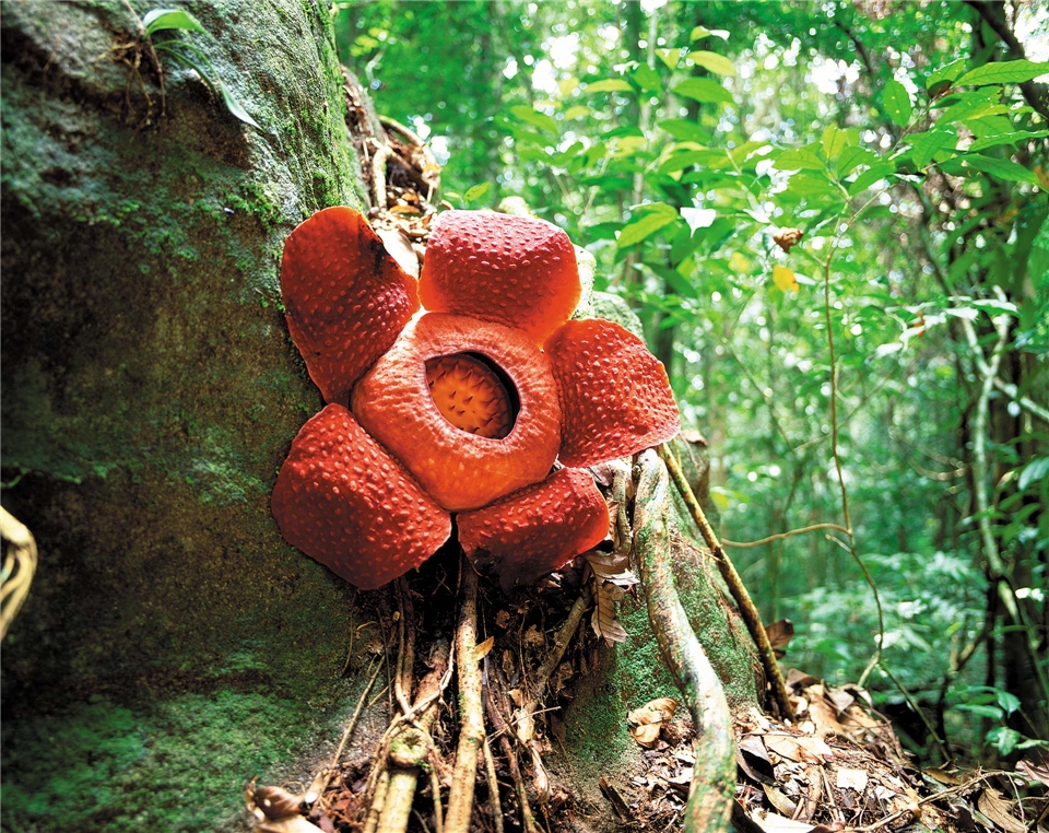 Malaysia Borneo Rafflesia