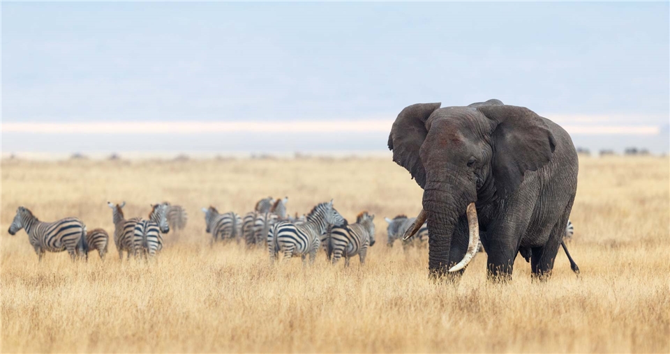 Tansania a la Carte Elefant und Zebras im Ngorongoro-Krater