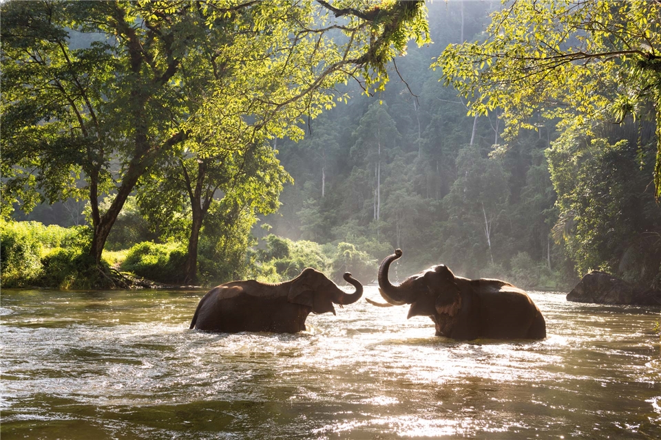 Thailand Elefanten baden im Fluss