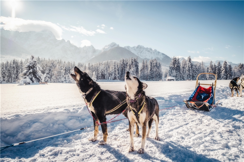 Huskies