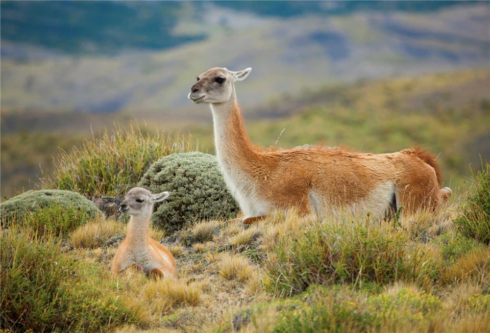 Patagonien hautnah Guanakos im Torres del Paine Nationalpark