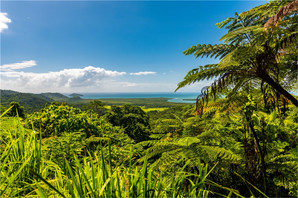 Cape Tribulation - Rainforest