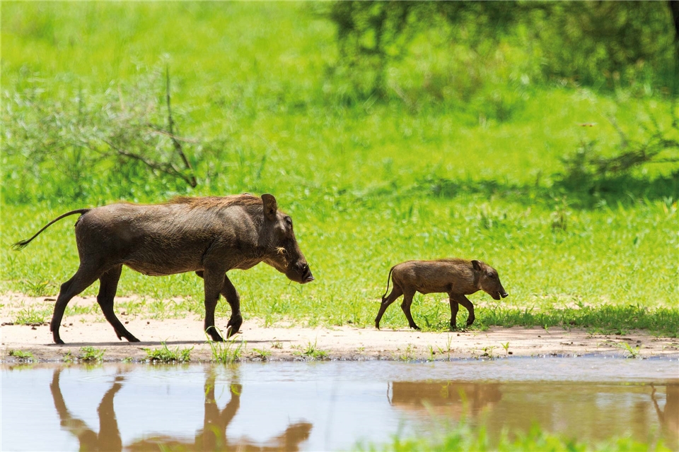 Tansania Warzenschwein mit Jungtier am Wasserloch